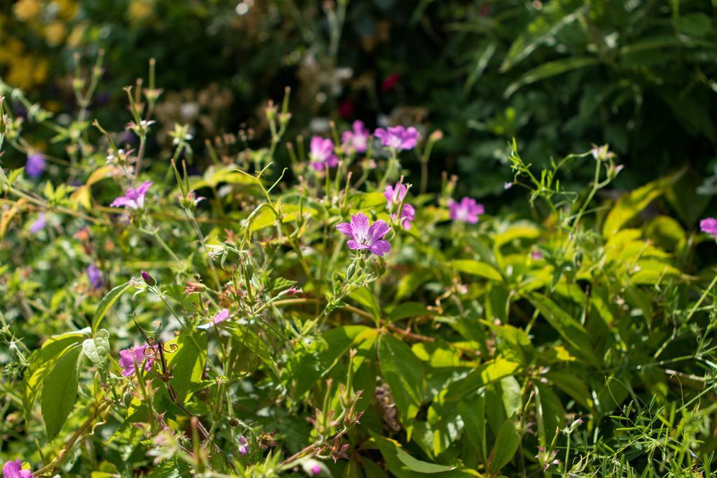 Mareham House Bed & Breakfast Сліфорд Екстер'єр фото
