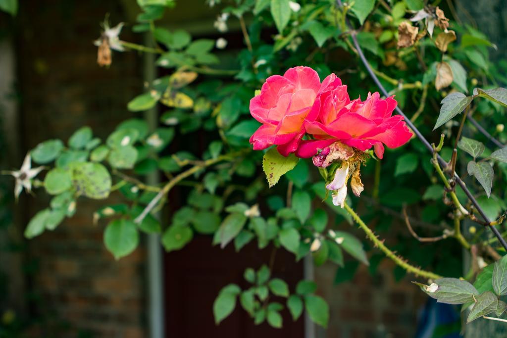Mareham House Bed & Breakfast Сліфорд Екстер'єр фото